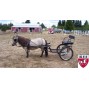 Easy Entry Small Mini Horse Cart Metal Floor w/45" Shafts w/18" Motorcycle Tires